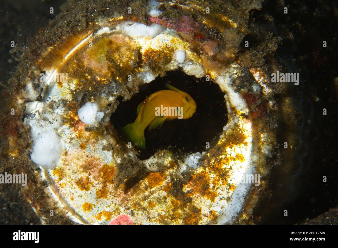Stretto Di Lembeh, Indonesia. 21st Feb 2020. Preso oggi su un luogo di tuffo nello stretto di Lembeh, Indonesia. Questa coppia di gobii gialli pygmy si sono spostati nella protezione di un vecchio barattolo scartato, una riflessione su come la natura è costretta ad adattarsi all'uomo fatto rifiuti littering nostri oceani.Credit: Ed Brown/Alamy Live News Foto Stock