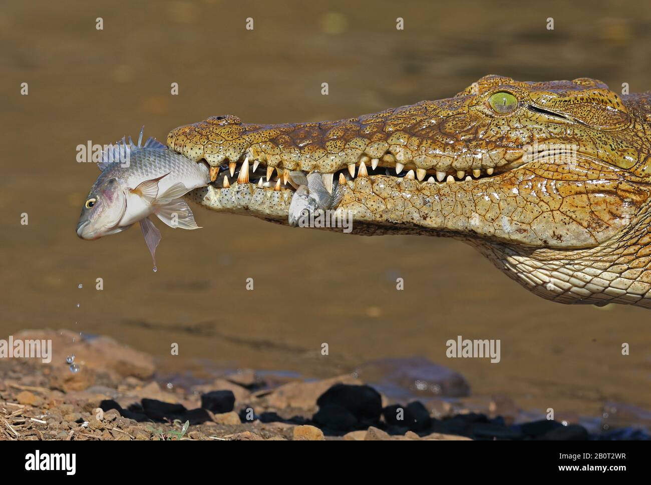 Coccodrillo del Nilo (Crocodylus niloticus), con pesci catched in bocca, ritratto, Sud Africa, Lowveld, Parco Nazionale Krueger Foto Stock