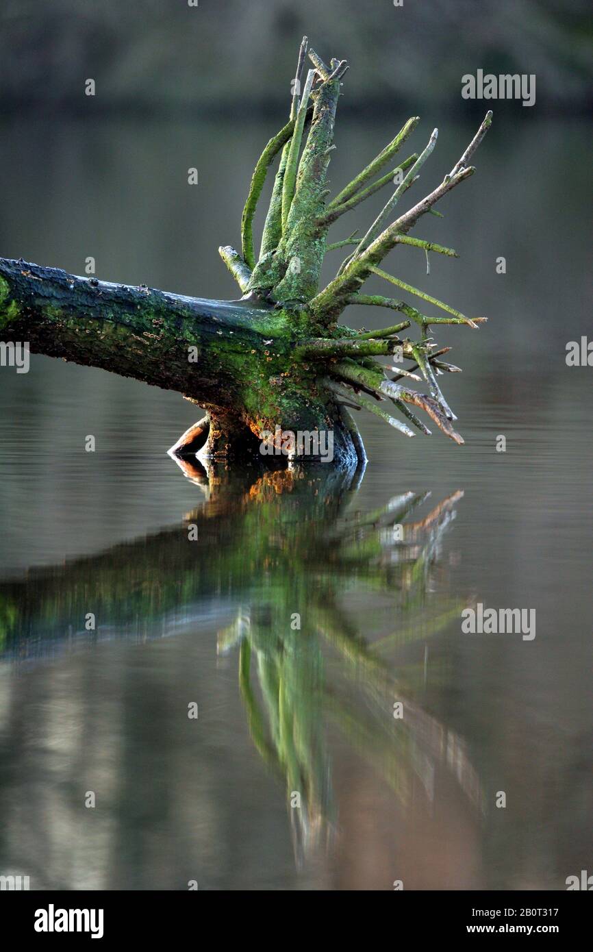 Albero morto trunc giacente nell'acqua, Olanda del sud, Katwijk Foto Stock