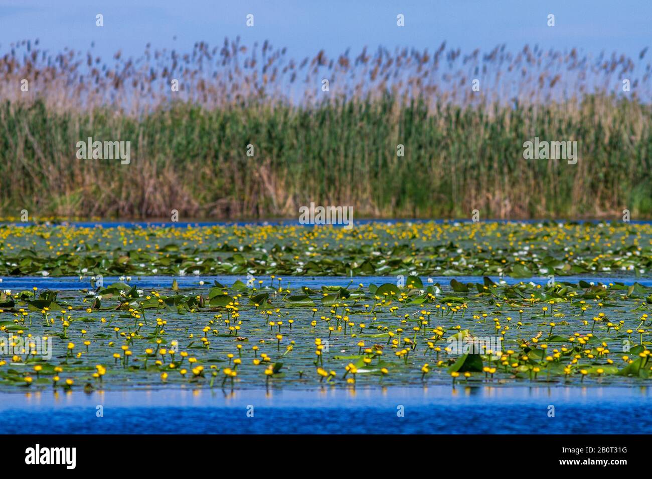 Giglio stagno giallo europeo, giglio d'acqua giallo (Nuphar lutea), grande popolazione di fronte alla zona reed, Romania, Delta del Danubio Foto Stock