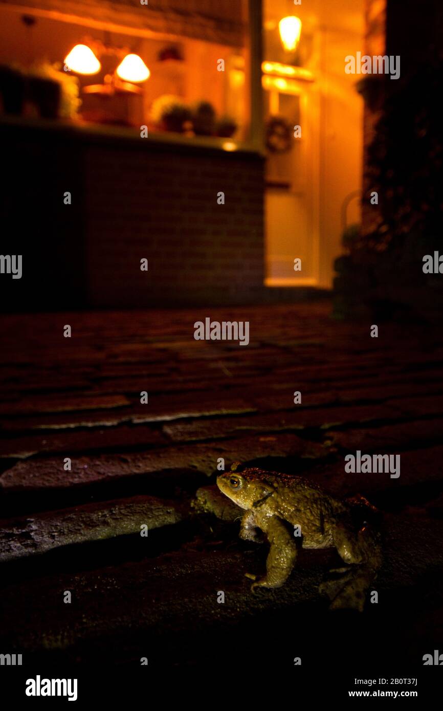 Toad comune europeo (Bufo bufo), in serata in giardino, vista laterale, Paesi Bassi Foto Stock