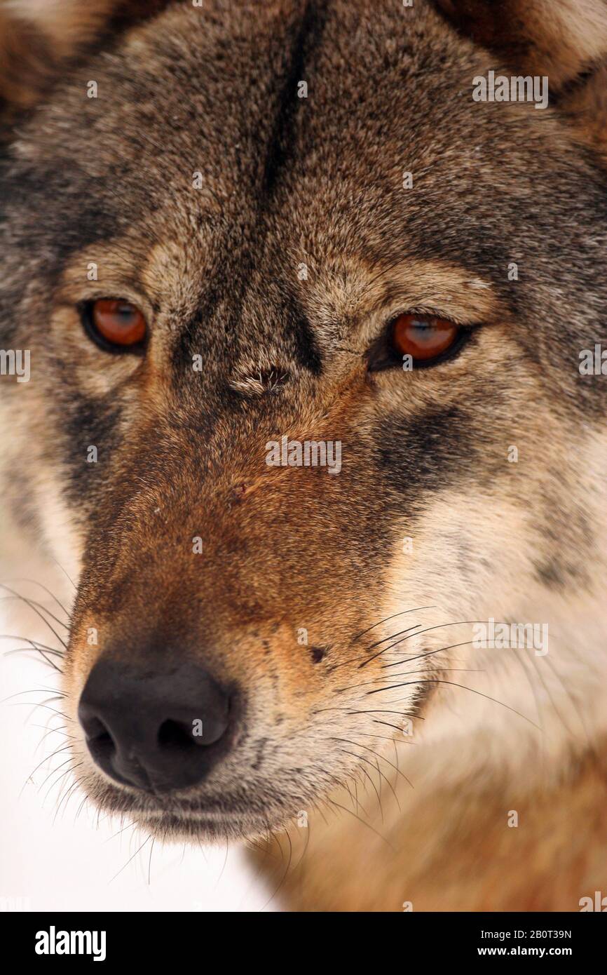 Lupo grigio europeo (Canis lupus lupus), ritratto, Polonia, Parco Nazionale di Bialowieza Foto Stock