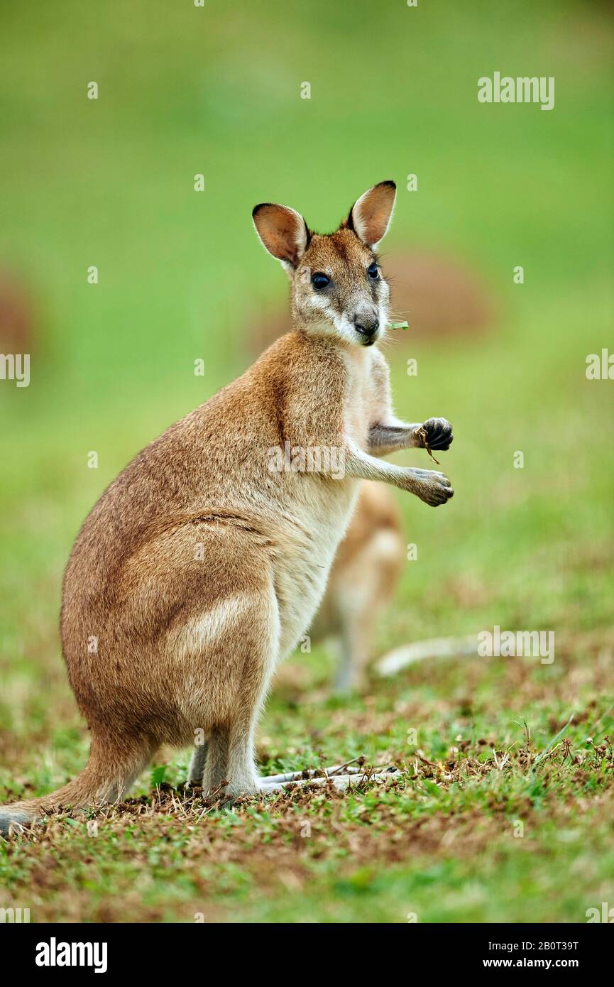 Agile wallaby, wallaby sabbioso (Macropus agilis, Wallabia agilis), si siede in posizione eretta, Australia Foto Stock