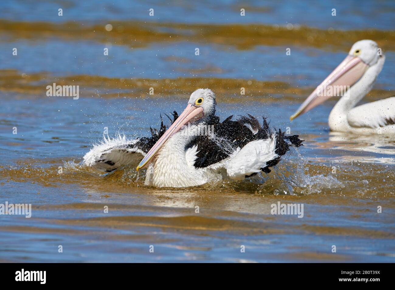 Pelicano australiano (Pelecanus cospicillatus), bagno, Australia, nuovo Galles del Sud, Millards Creek Foto Stock
