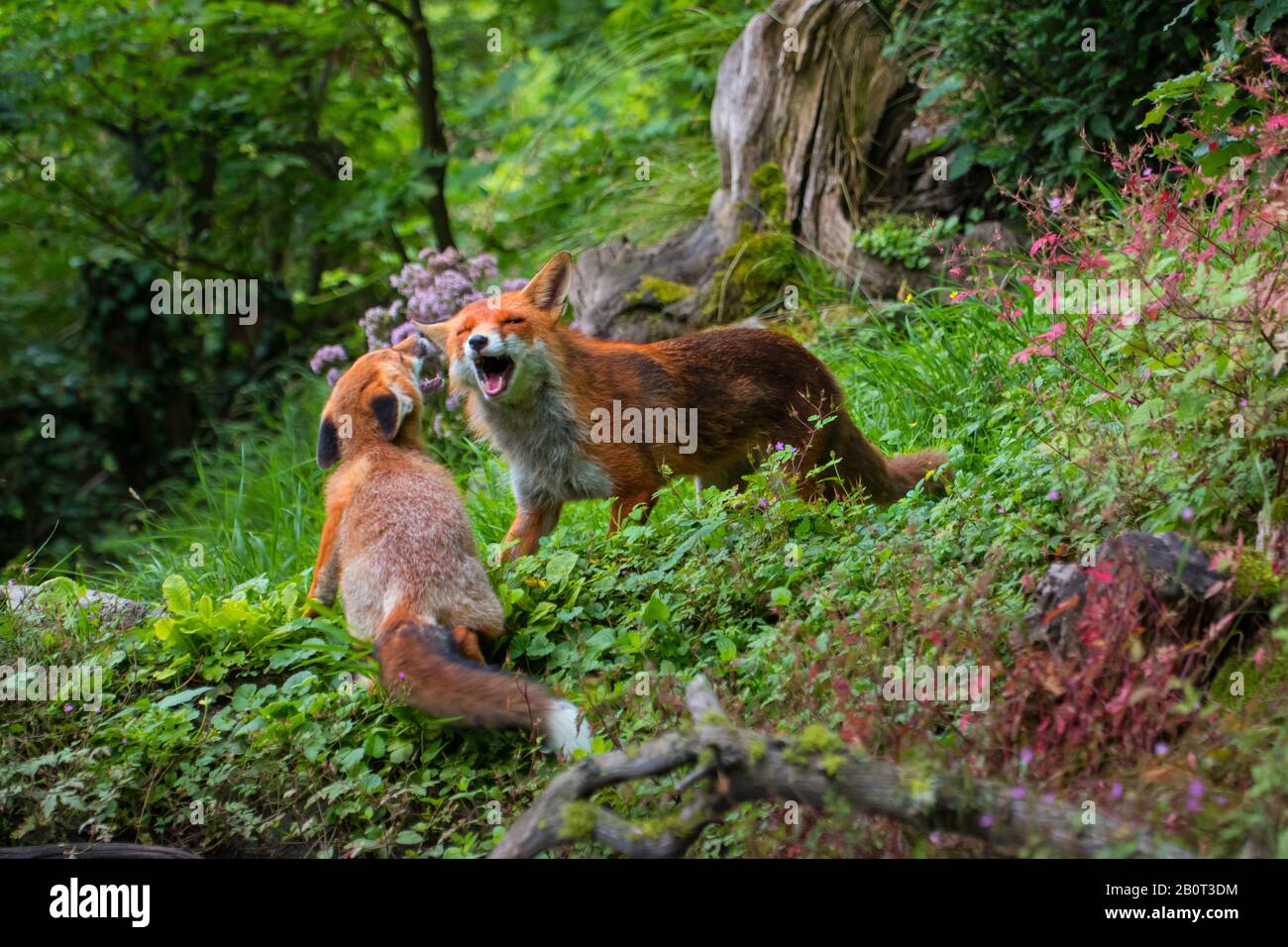 Volpe rossa (Vulpes vulpes), femmina con cucciolo in foresta, Svizzera, San Gallo Foto Stock