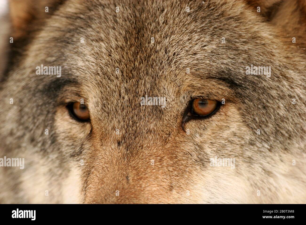 Lupo grigio europeo (Canis lupus lupus), ritratto, sezione, Polonia, Parco Nazionale di Bialowieza Foto Stock