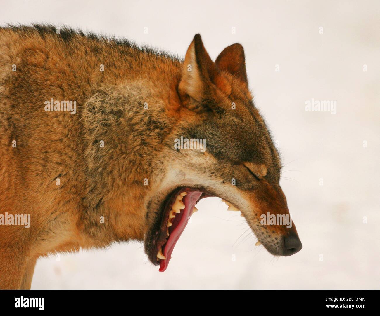 Lupo grigio europeo (Canis lupus lupus), riproduzione, Polonia, Parco Nazionale di Bialowieza Foto Stock