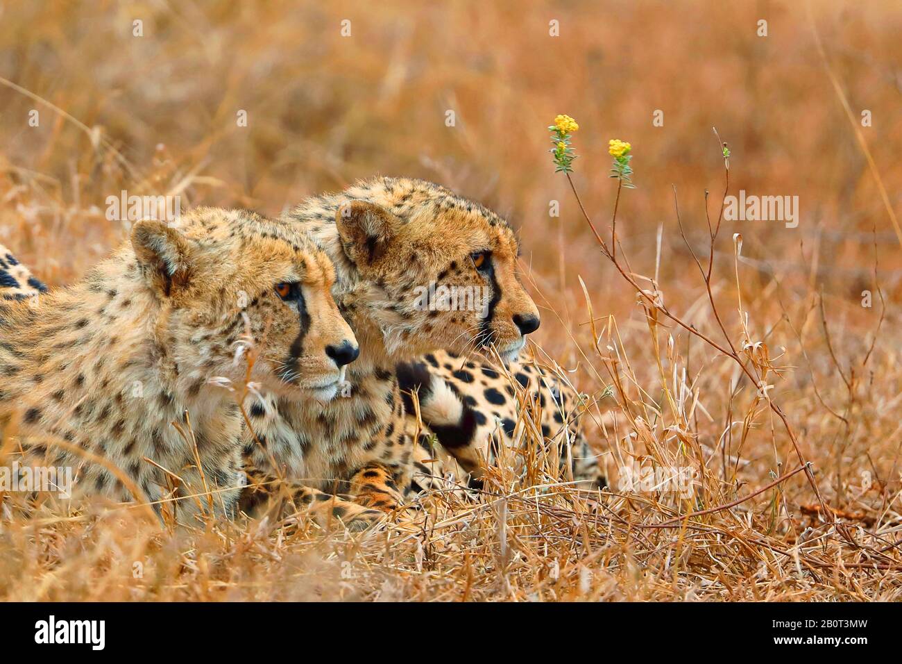 Cheetah (Acinonyx jubatus), due gheetahs che si trovano vigilatamente nella savana, Sudafrica, riserva di gioco di Zimanga Foto Stock