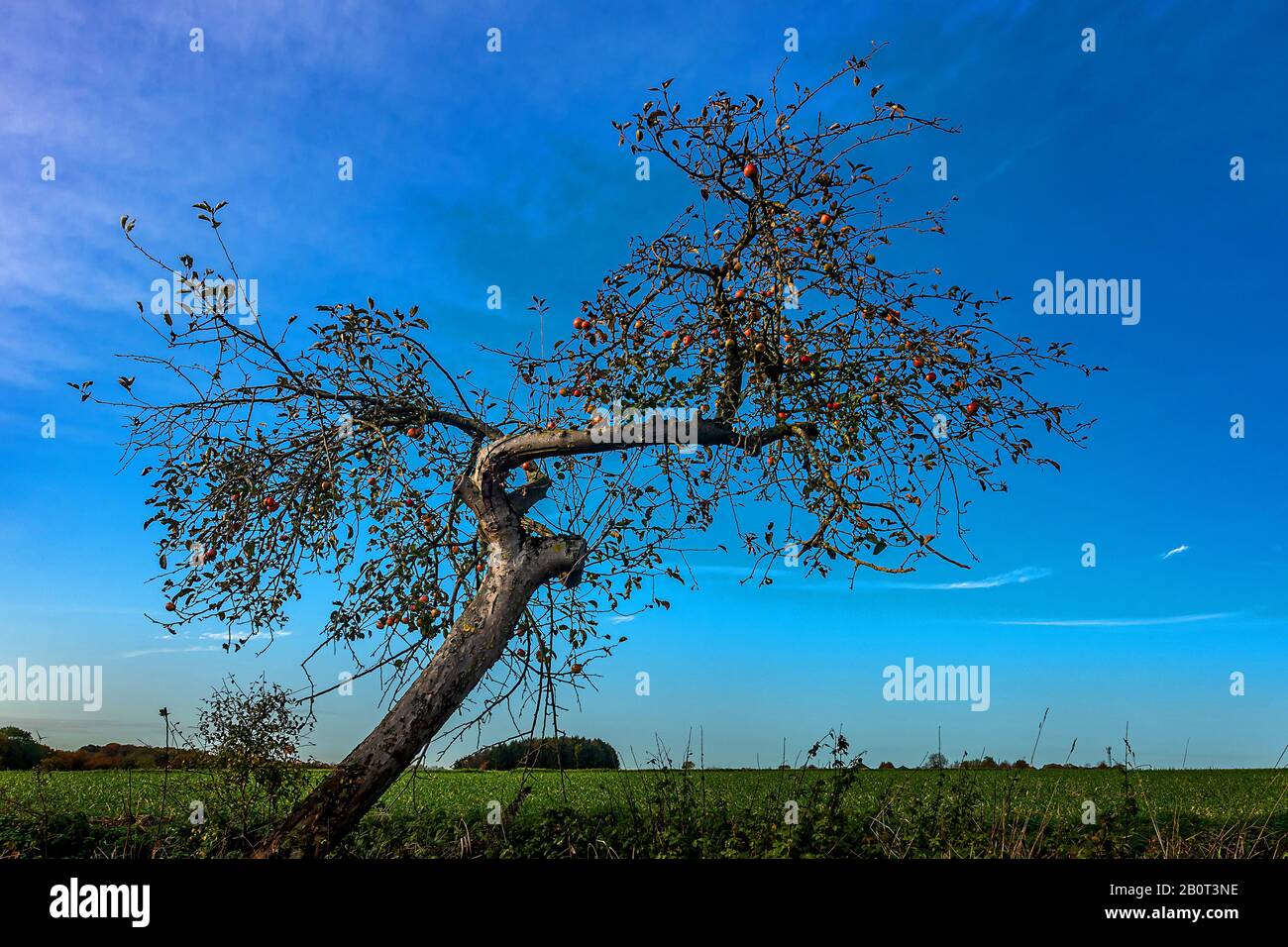 Apple Tree (Malus domestica), melo storto sul bordo di un campo in autunno, Germania, Renania Settentrionale-Vestfalia Foto Stock