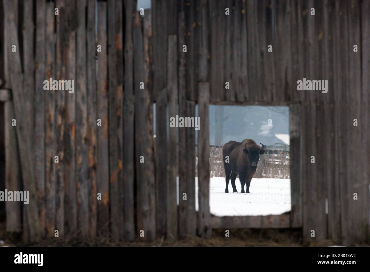 Bisonte europeo, wipent (Bison bonasus), guarda attraverso una recinzione di legno ad un bisonte nella neve, Polonia, Parco Nazionale di Bialowieza Foto Stock