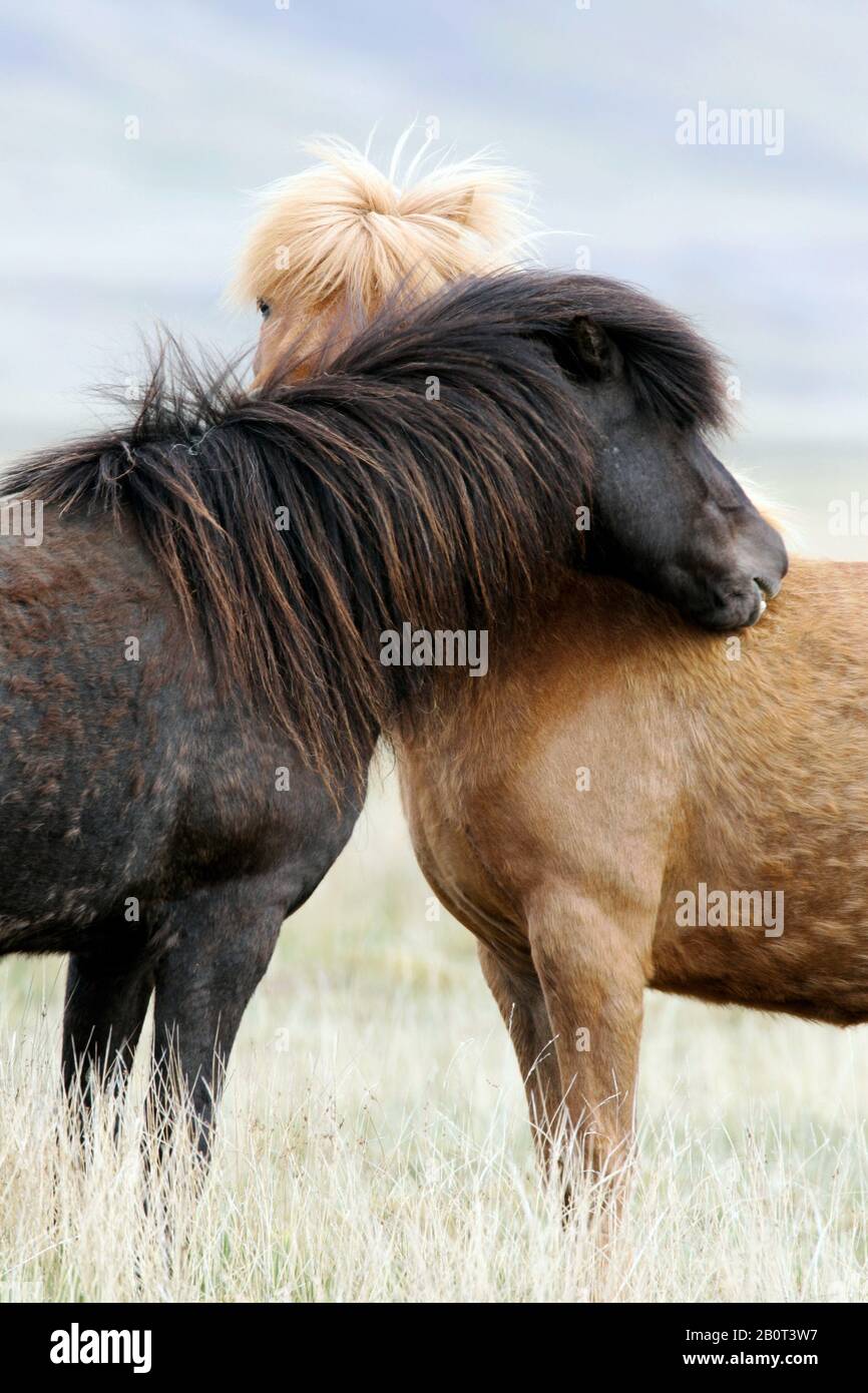 Cavallo Islandico, cavallo islandese, pony islandese (Equus przewalskii F. caballus), cavalli islandesi zwo appoggiati contro l'altro, Islanda Foto Stock