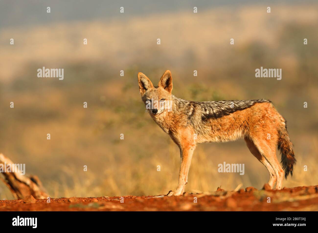 Jackal nero (Canis mesomelas), in piedi, guardando verso la fotocamera, Sud Africa, KwaZulu-Natal, Zimanga Game Reserve Foto Stock