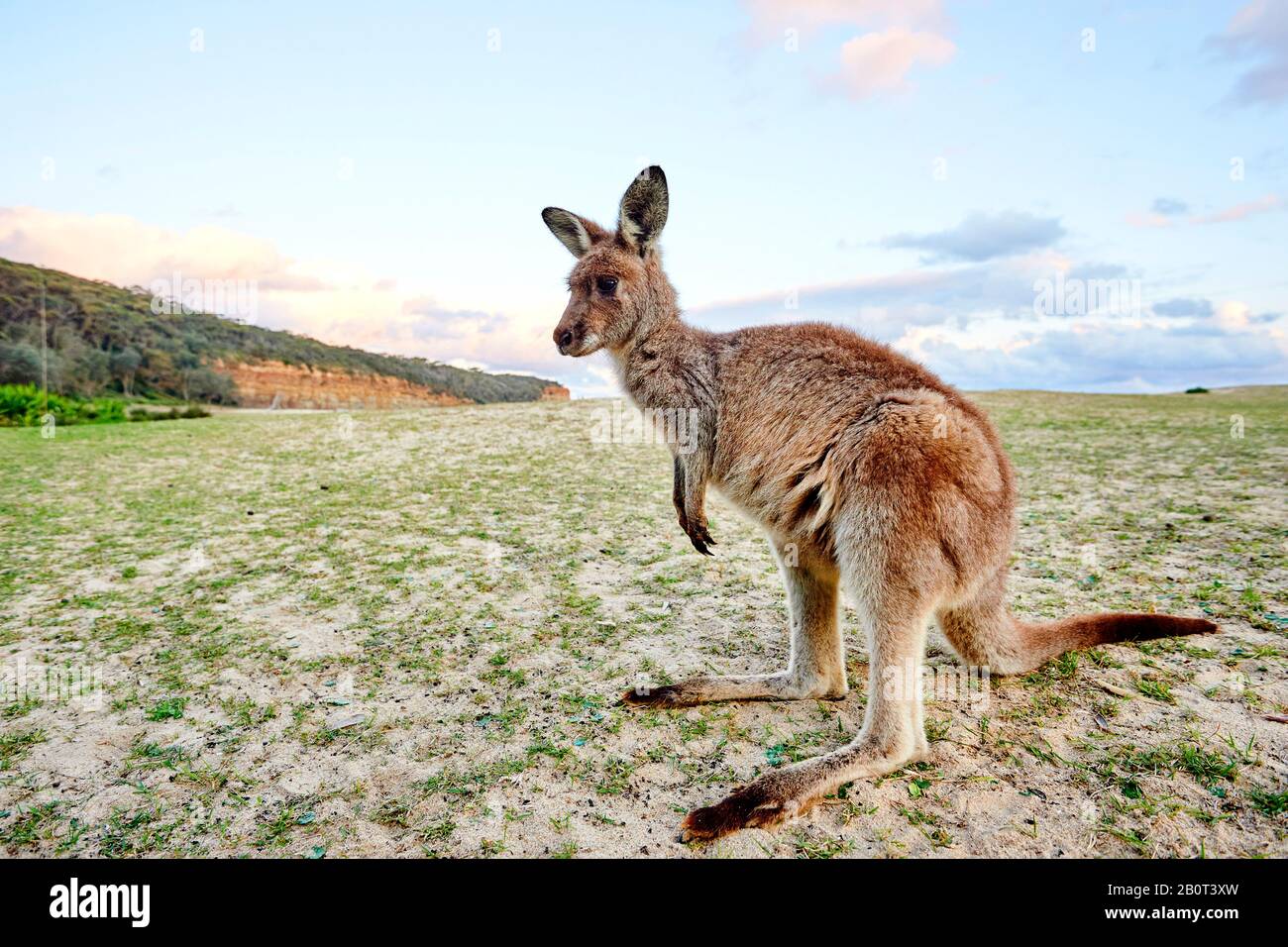 Canguro grigio orientale, canguro grigio orientale, canguro grigio grande, canguro di forestere (Macropus giganteus), si erge in posizione verticale, Australia, nuovo Galles del Sud, Pebbly Beach Foto Stock