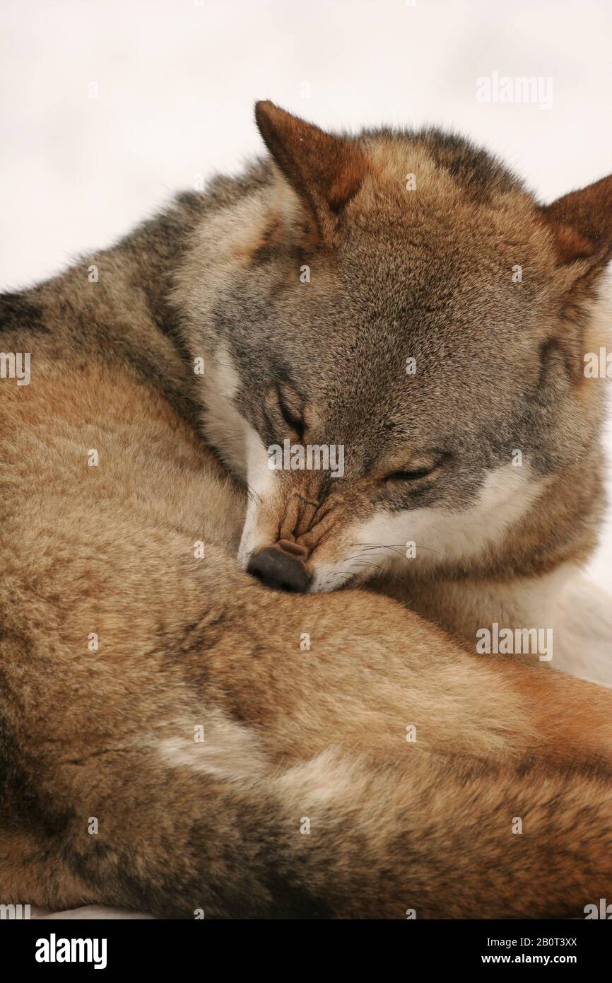 Lupo grigio europeo (Canis lupus lupus), cura della pelliccia, Polonia, Parco Nazionale di Bialowieza Foto Stock