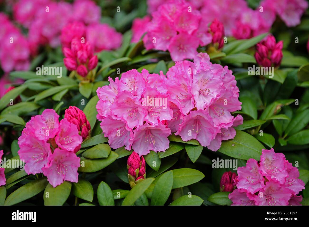 Yakushimanum Rhododendron (Rhododendron Yakushimanum 'Polaris', Rhododendron Yakushimanum Polaris), Cultivar Polaris, Germania, Bassa Sassonia Foto Stock