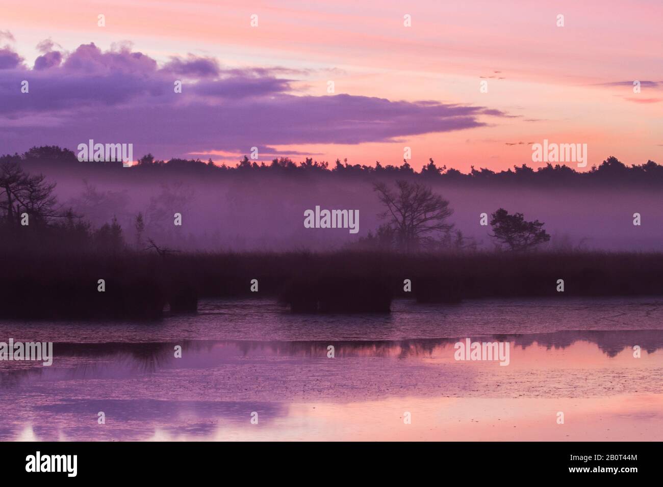 Kalmthoutse Heide al mattino presto, Belgio Foto Stock