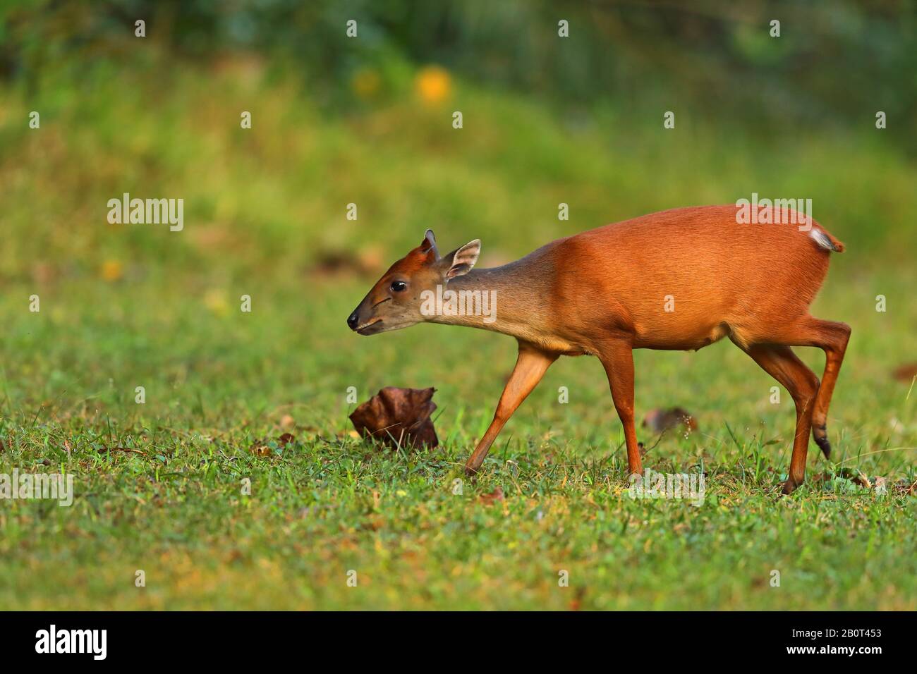 Duiker foresta rossa (Cephalophus natalensis), camminando in un prato ai margini di una foresta, vista laterale, Sud Africa, Kwazulu-Natal, Parco Nazionale iSimangaliso Foto Stock