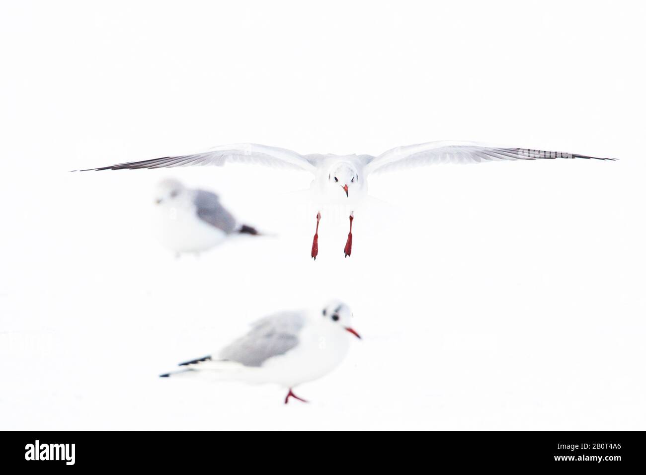 Gabbiano a testa nera (Larus ridibundus, Chromicocephalus ridibundus), tre gabbiani a testa nera, High-Key, Paesi Bassi Foto Stock