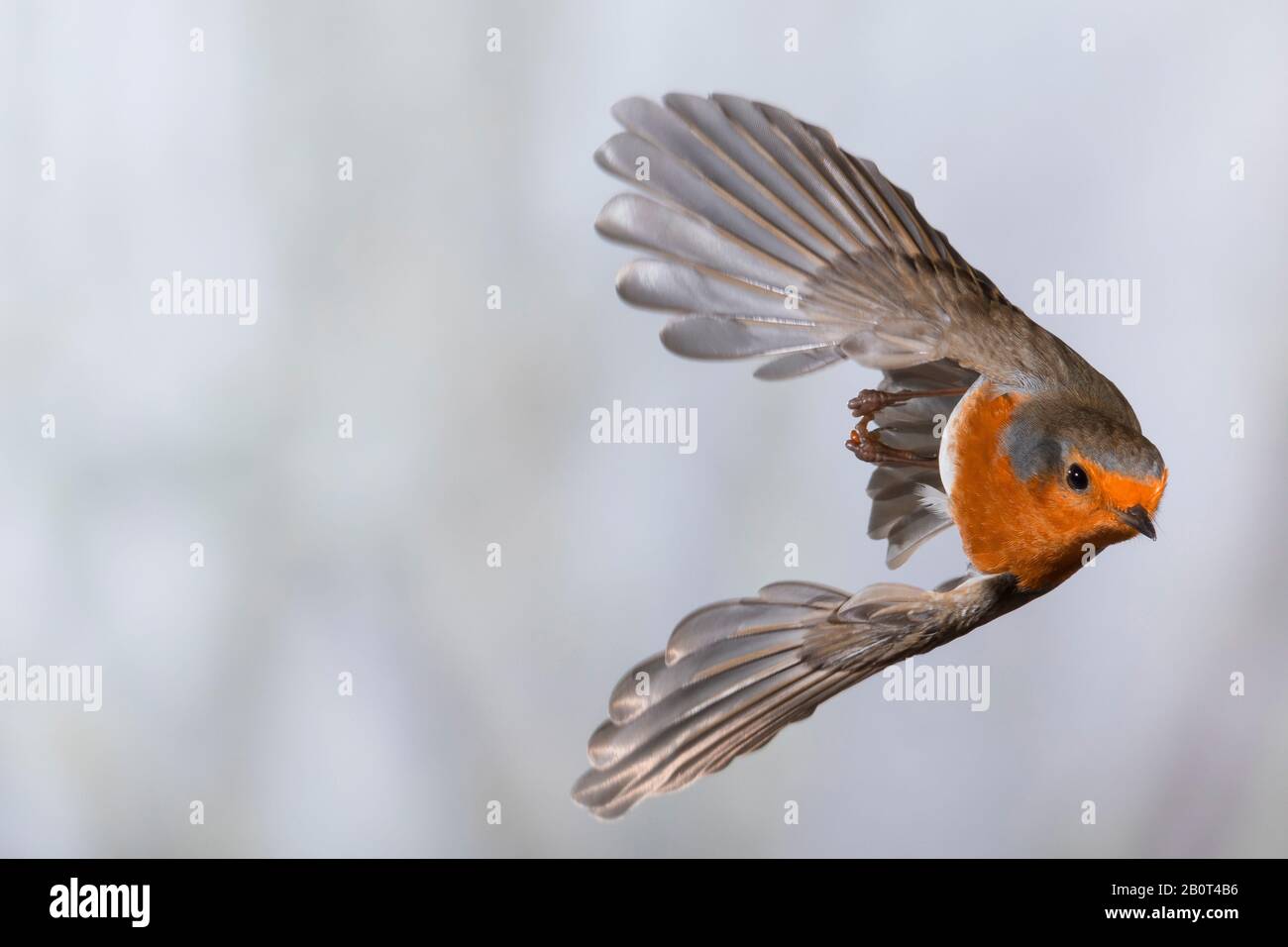 Derubina europea (Erithacus rubecula), volante, vista frontale, Germania Foto Stock