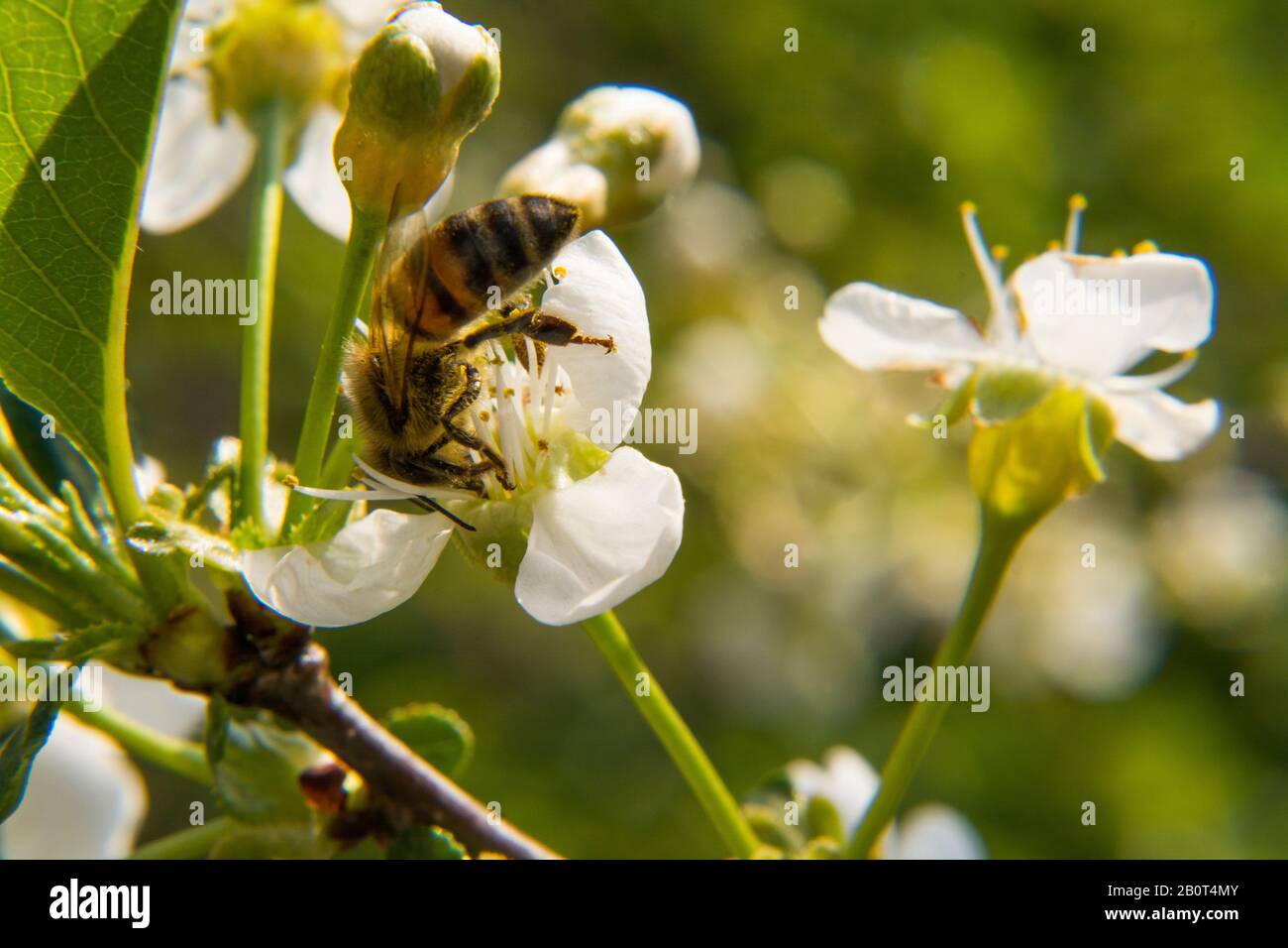 fiori bianchi di ciliegio in fiore, giorno di sole, foto Foto Stock