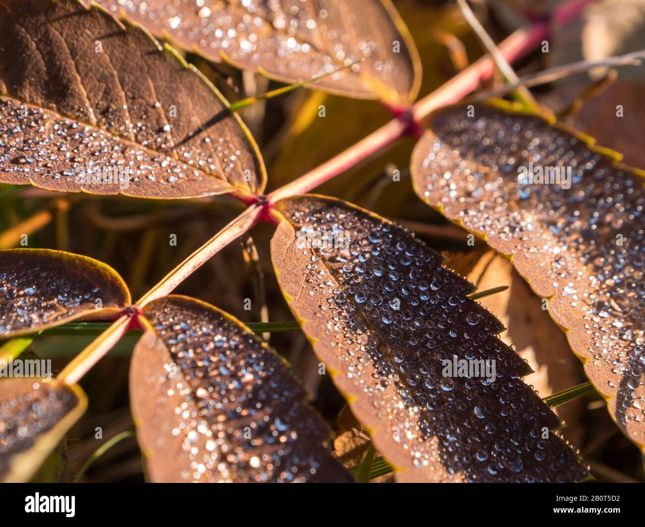 Fuoco superficiale di gocce d'acqua su foglia di cenere di montagna secca Foto Stock