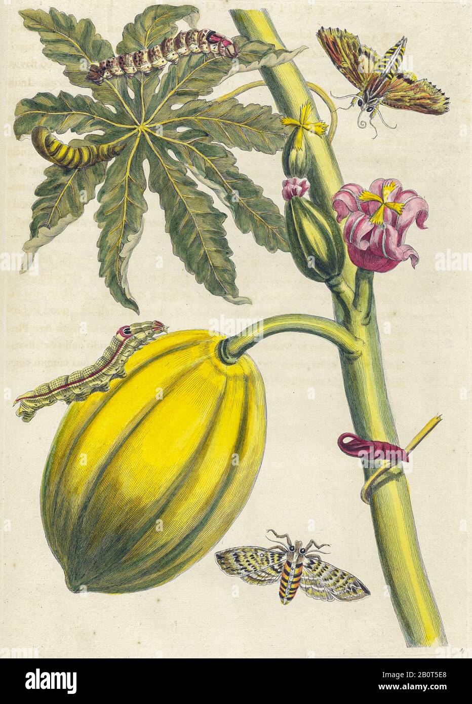 Pianta e farfalla da Metamorphosis insetttorum Surinamensium (insetti Suriname) pubblicato un libro del 18th secolo colorato a mano da Maria Sibylla Merian Foto Stock