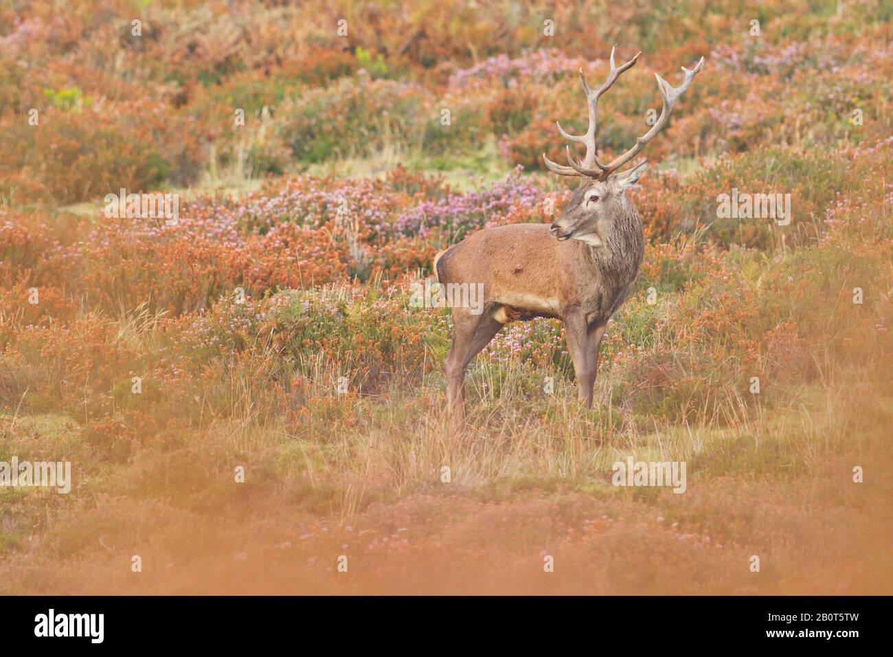 Sett. 21, 2017. Il muggito di Gorbeia parco naturale (paese basco). Foto Stock
