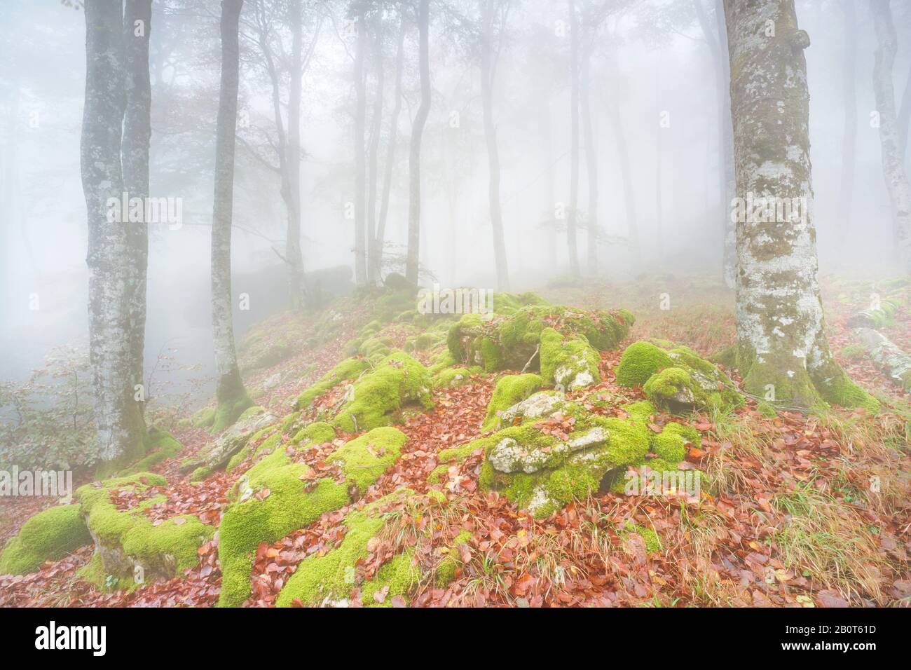 20 Ottobre 2018. Fotografia scattata nella Foresta incantata del Parco Naturale di Urbasa e Andia (Navarra). Foto Stock