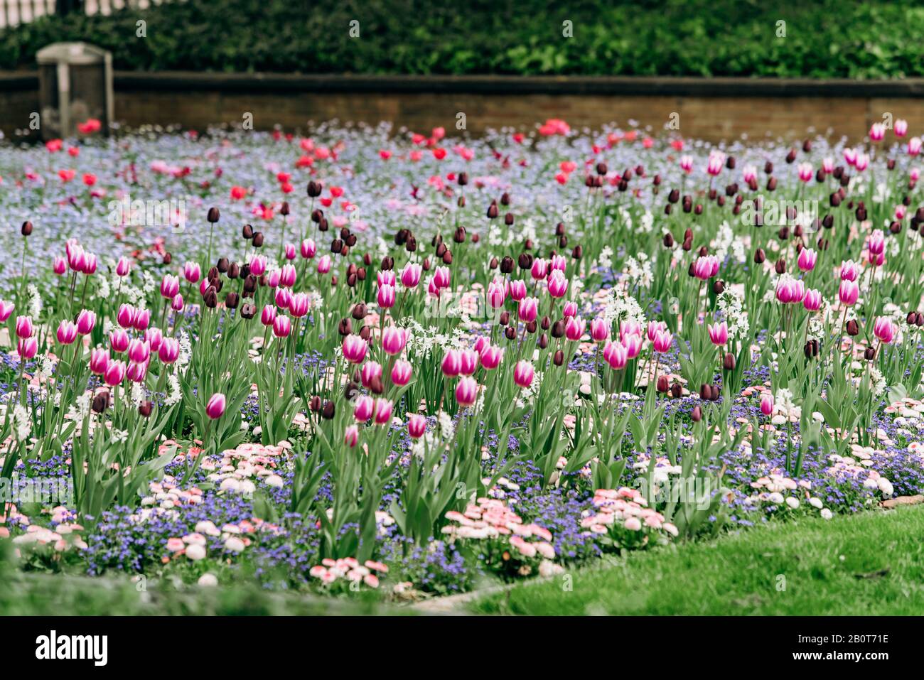 Campo di tulipani in fiore. Sfondo di fiori. Wallpaper di tulipani Foto  stock - Alamy