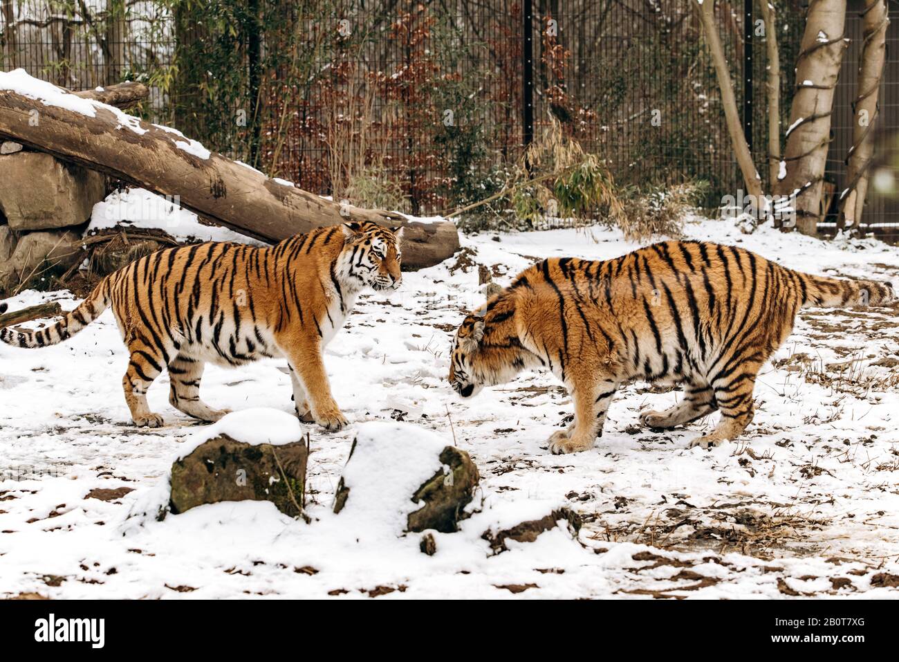 Tiger passeggiate su coperti di neve Foto Stock