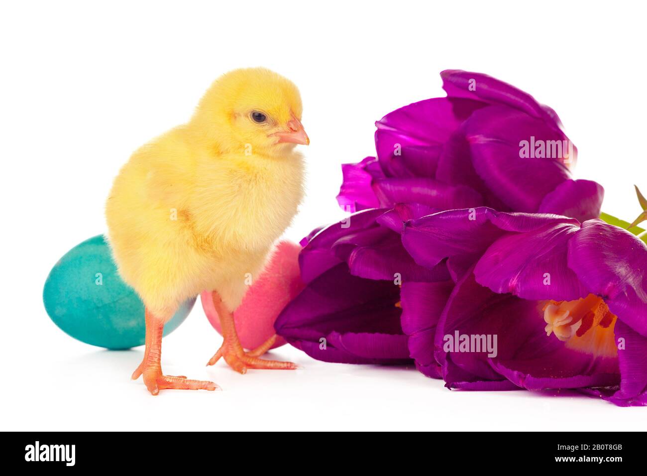 Pasqua con pulcini, uova e fiori. Foto creativa. Foto Stock