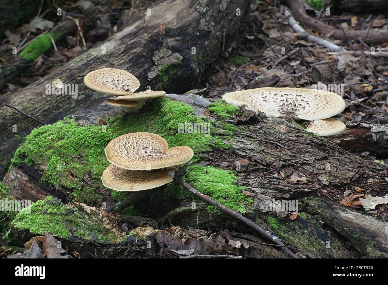 Cerioporus squamosus ( syn. Polyporus squamosus), è un fungo della staffa di Basilidiomycete, con i nomi comuni compreso la sella di dryad e la mu posteriore del fagiano Foto Stock