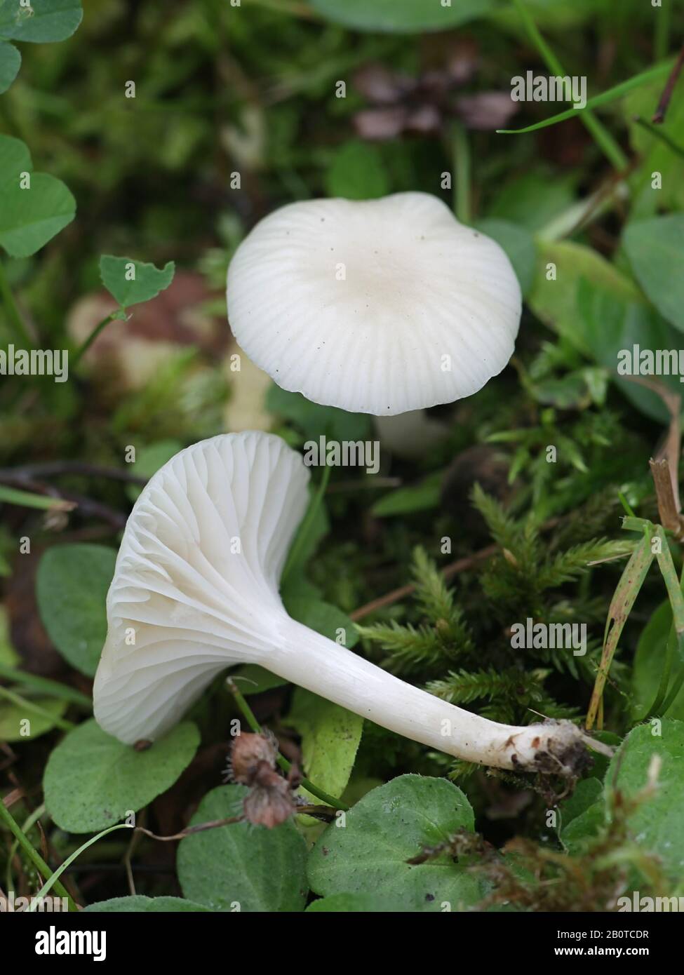 Cuphophyllus virgineus, conosciuto come il waxcap nevoso, funghi selvatici da Finlands Foto Stock