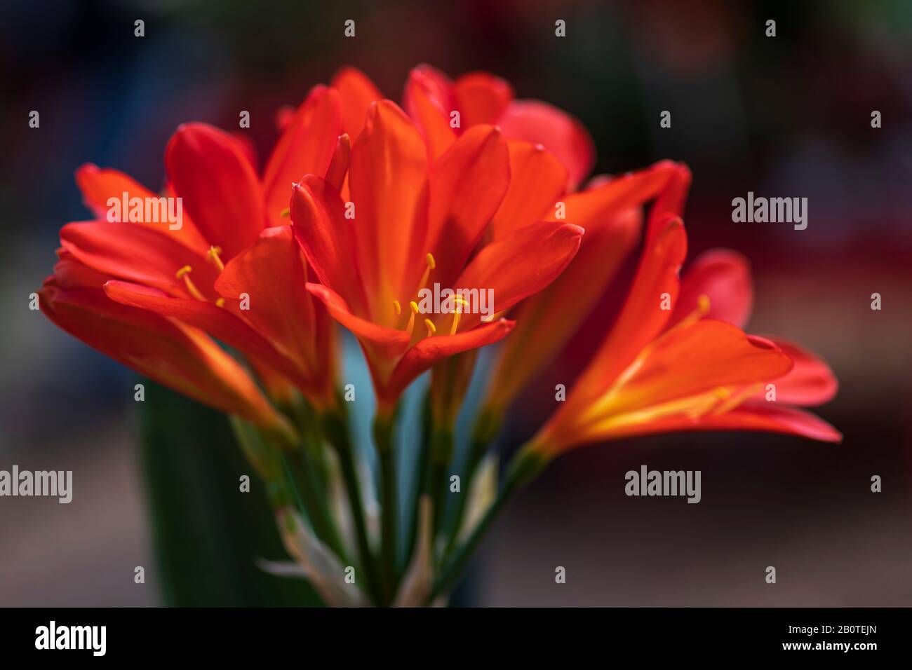Fiori d'arancio di una closeup fiore fioriture miniata Foto Stock