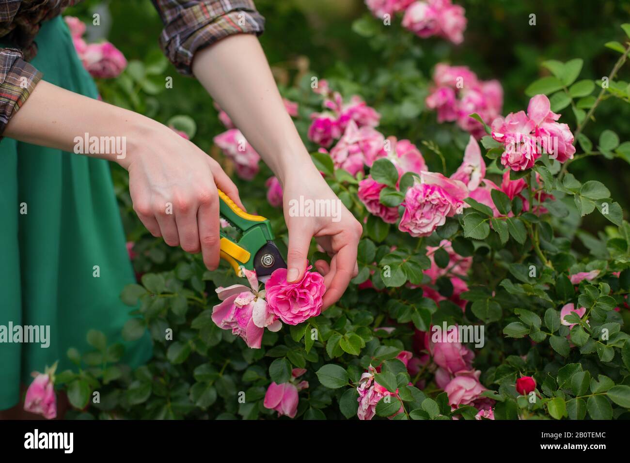 Potatura del cespuglio (rosa) con secateurs nel giardino Foto Stock