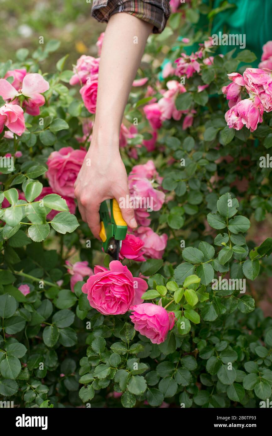 Ragazza prune il cespuglio (rosa) con i secateurs nel giardino Foto Stock