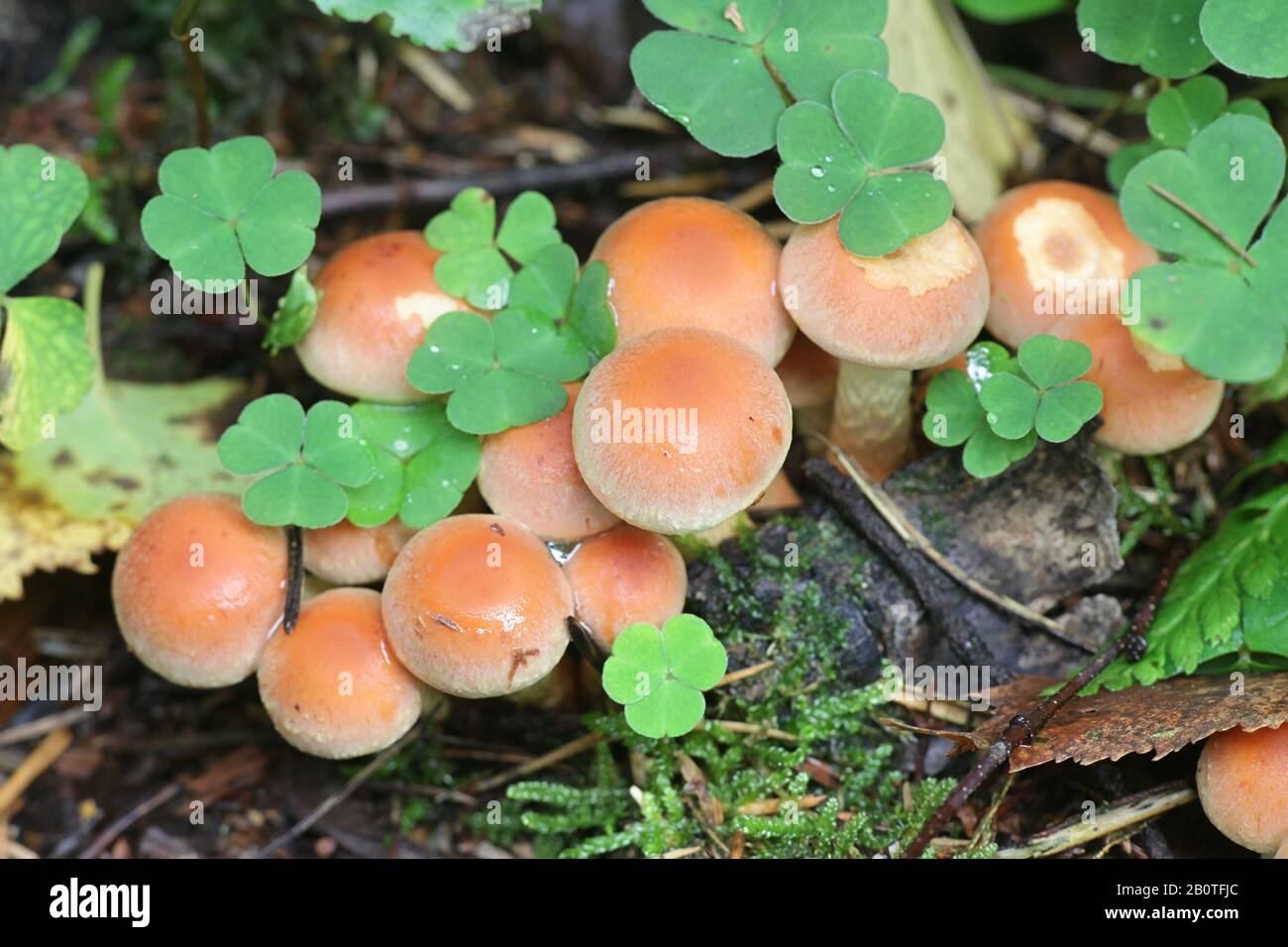 Hypholoma lateritium, noto come tappo di mattoni mattoni o ciuffo di funghi selvatici dalla Finlandia Foto Stock