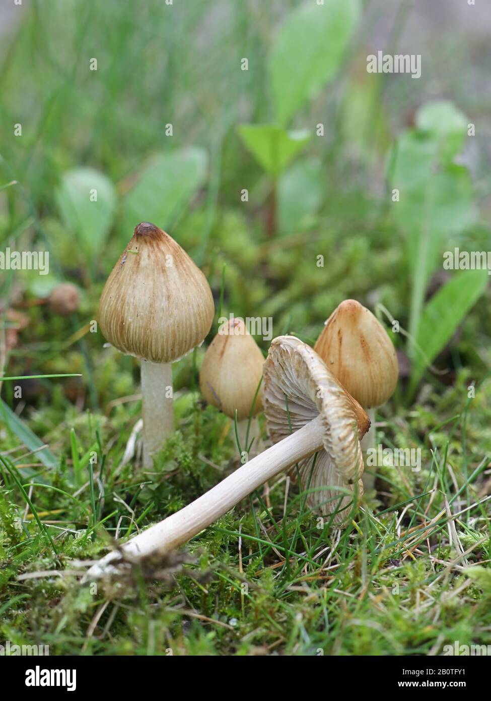La Imocybe Mimosa, conosciuta come cappellino di fibra strappato o cappellino di fibra separato, fungo velenoso dalla Finlandia Foto Stock