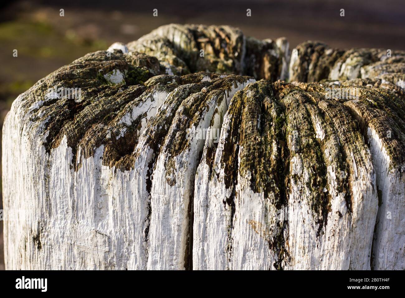 Palo in legno di quercia sul lato di un blocco del canale Foto Stock