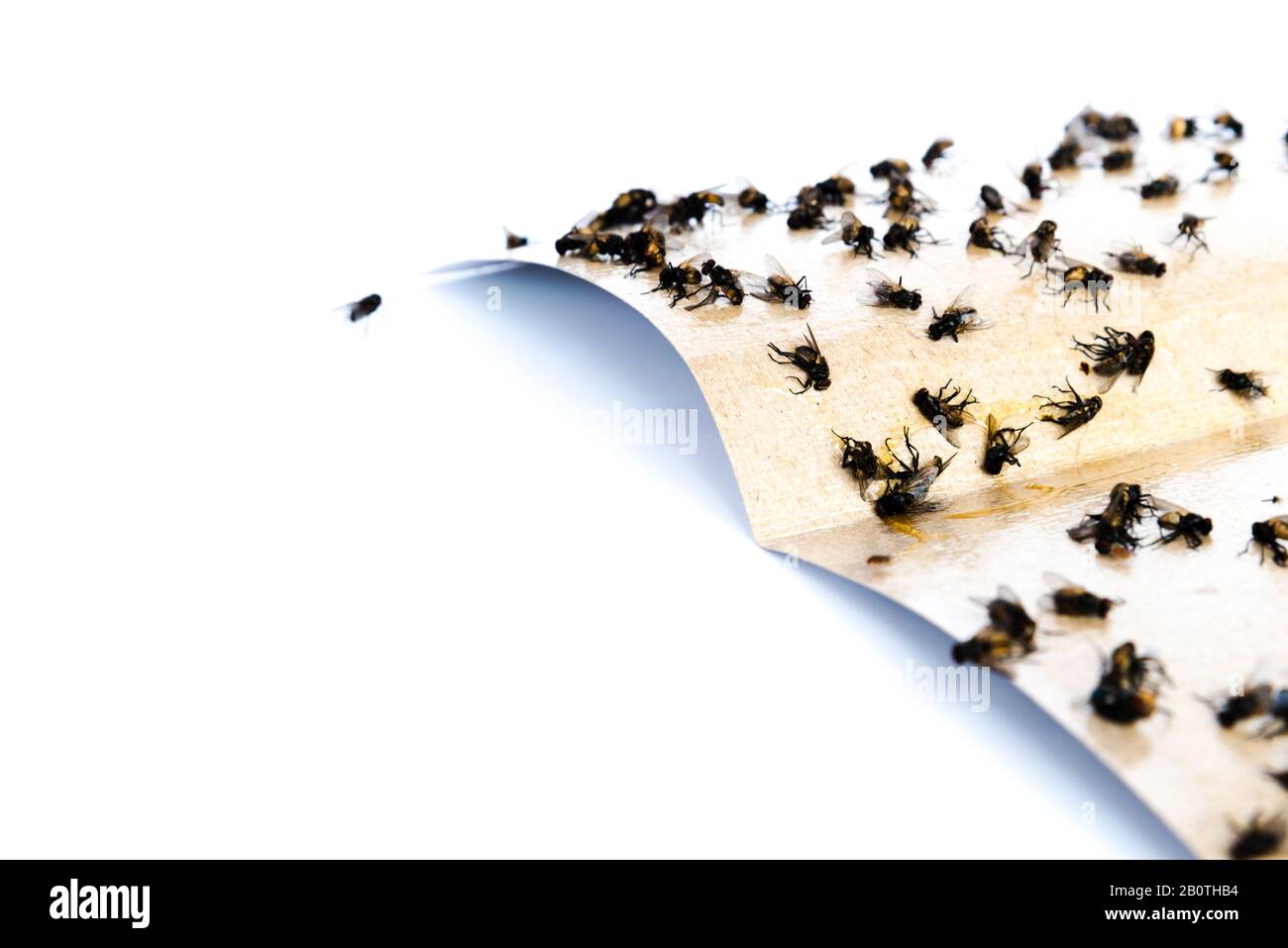 Nastro adesivo aderente per volare con molte mosche intrappolate su una superficie estremamente appiccicosa. Separatore di carta isolato su sfondo bianco. Naturale insetto raccogliere metodo i Foto Stock