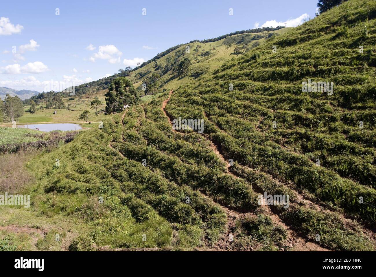 Terracetes de pisceio, pastagem, Pascolo, Joanópolis, São Paulo, Brasile Foto Stock