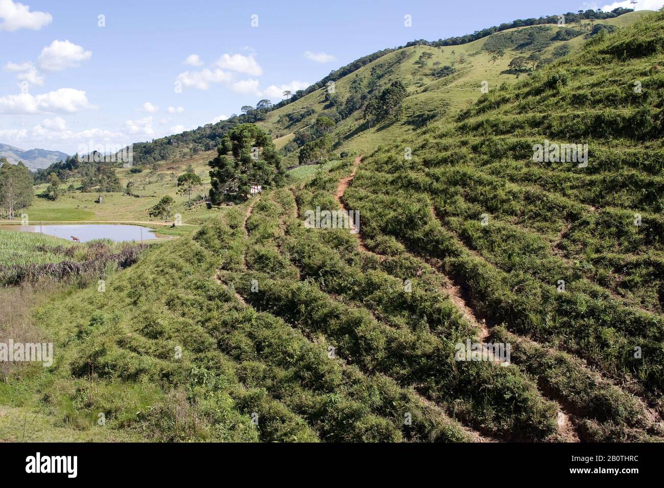 Terracetes de pisceio, pastagem, Pascolo, Joanópolis, São Paulo, Brasile Foto Stock