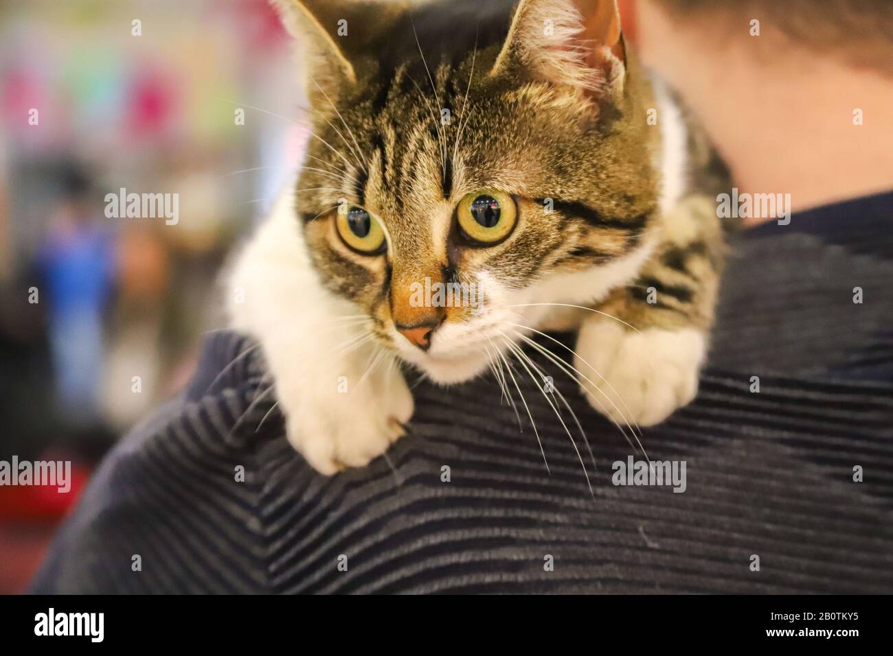 un gatto sulla spalla Foto Stock