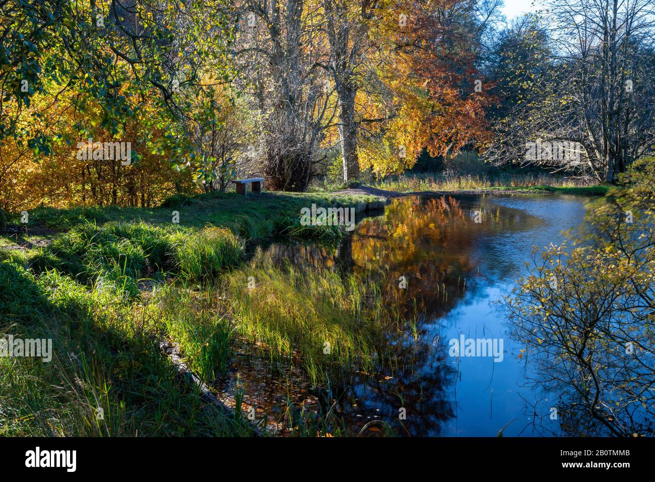 Bosco Che Circonda Penicuik Low Pond, Penicuik Estate, Midlothian, Scozia, Regno Unito Foto Stock