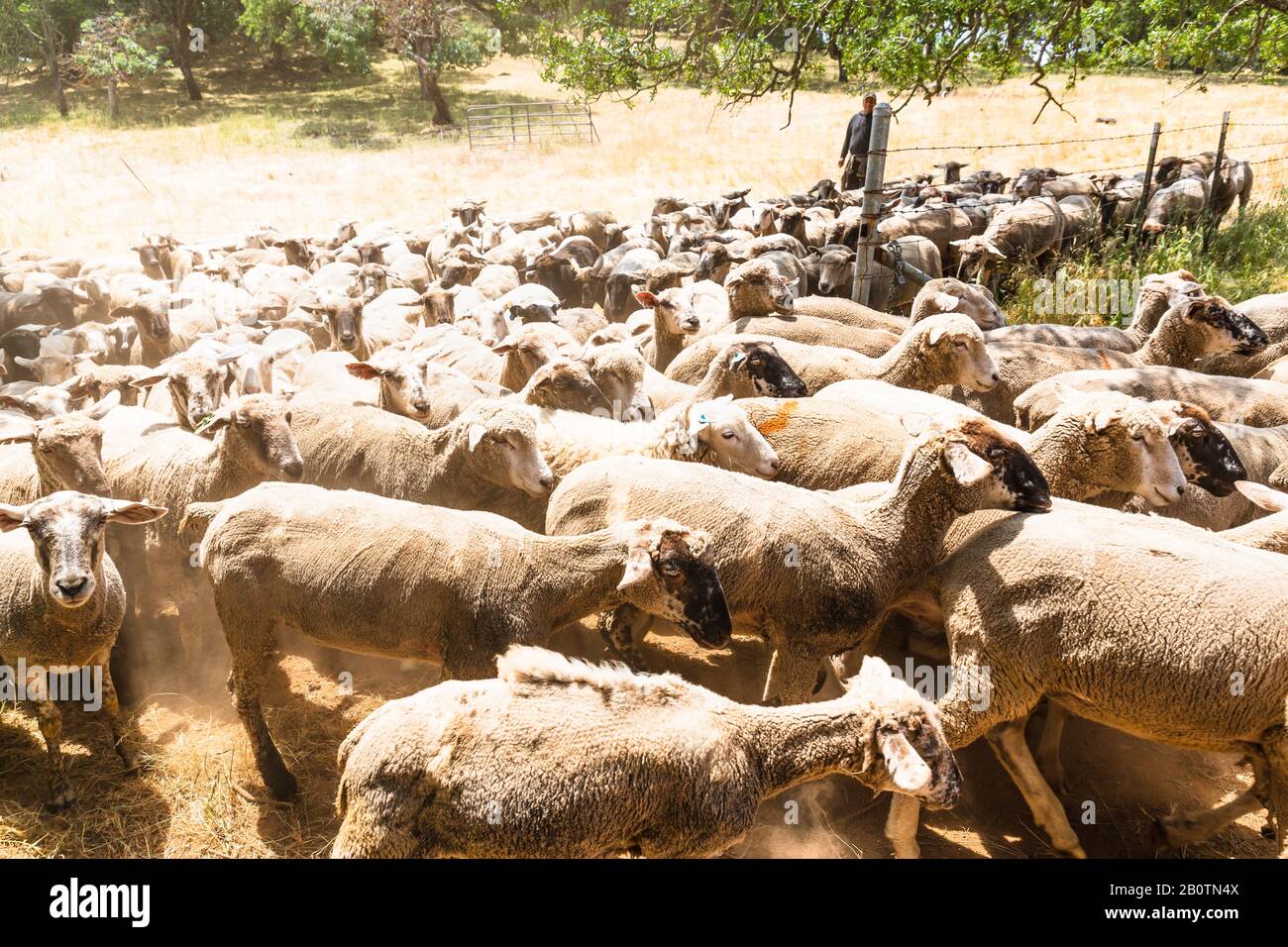 Si sentiva parlare di pecore che si dirigono verso l'esterno per pascolare il comando dal pastore Foto Stock