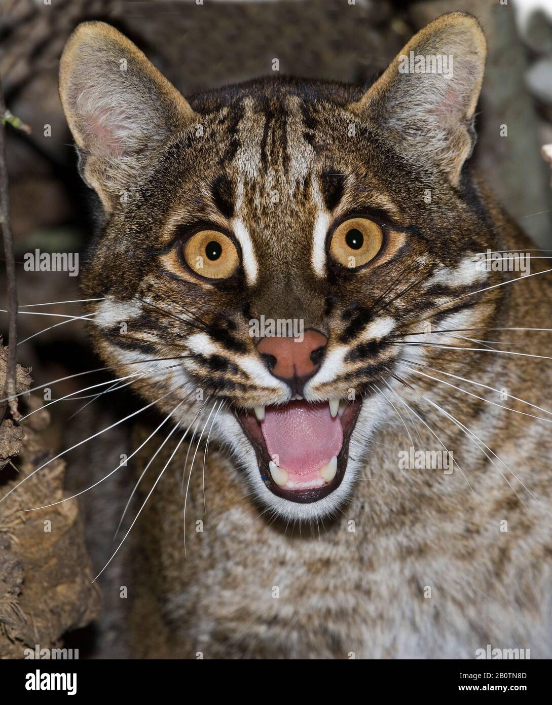 Asian Golden Cat o Temminck's Cat, catopuma temmincki, Ritratto di adulto, Porture difensivo Foto Stock