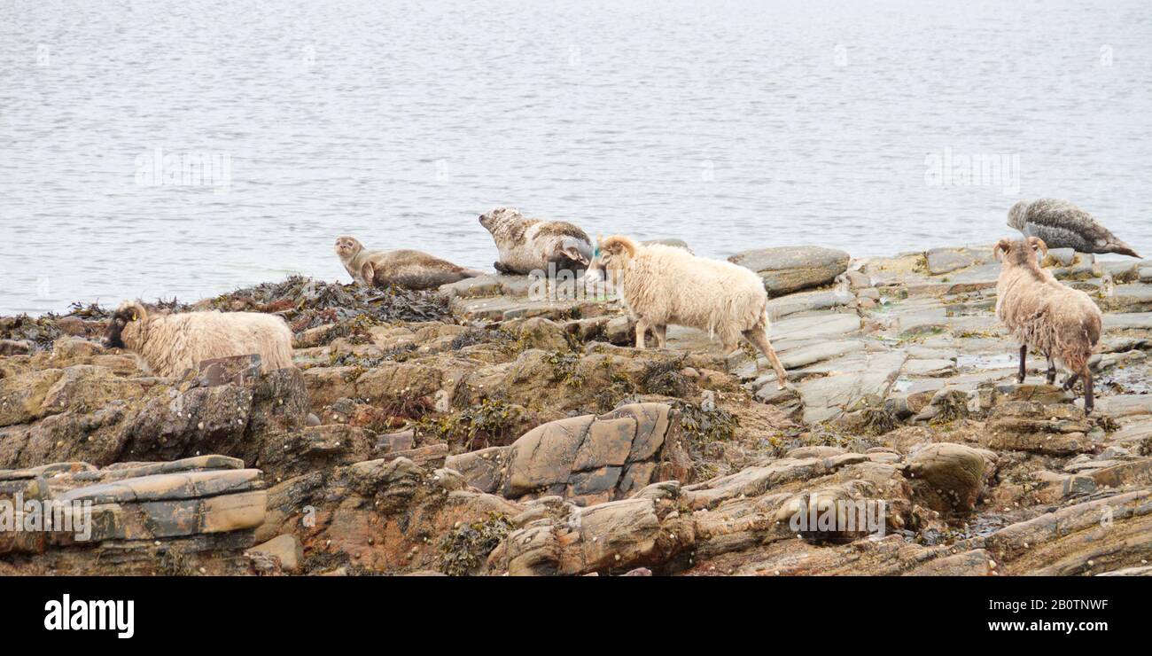 North Ronaldsay pecore e foche grigie sulla riva, Ronaldsay nord Foto Stock