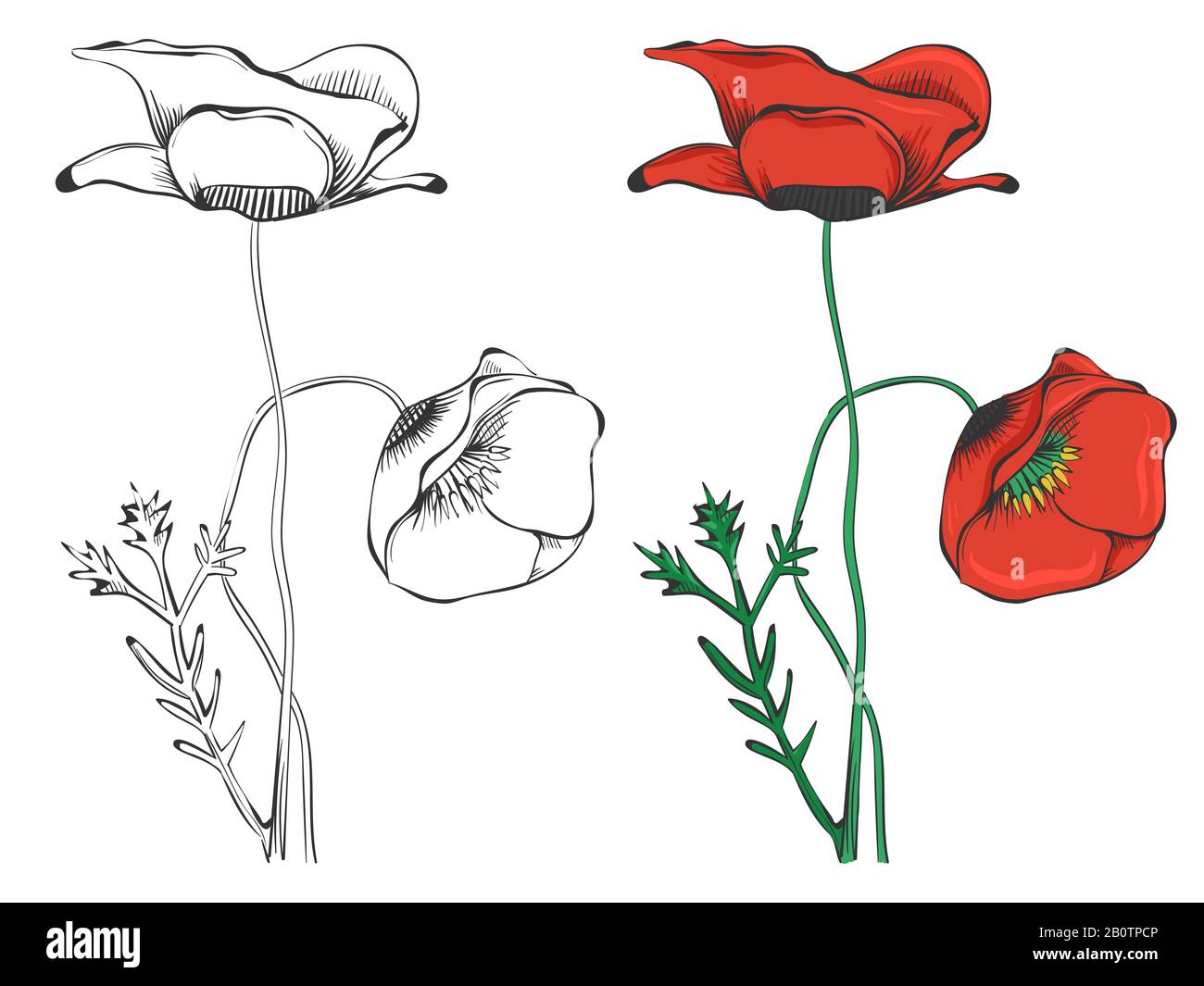 Silhouette di papaveri neri e campione colorato isolato su sfondo bianco. Illustrazione del vettore Illustrazione Vettoriale