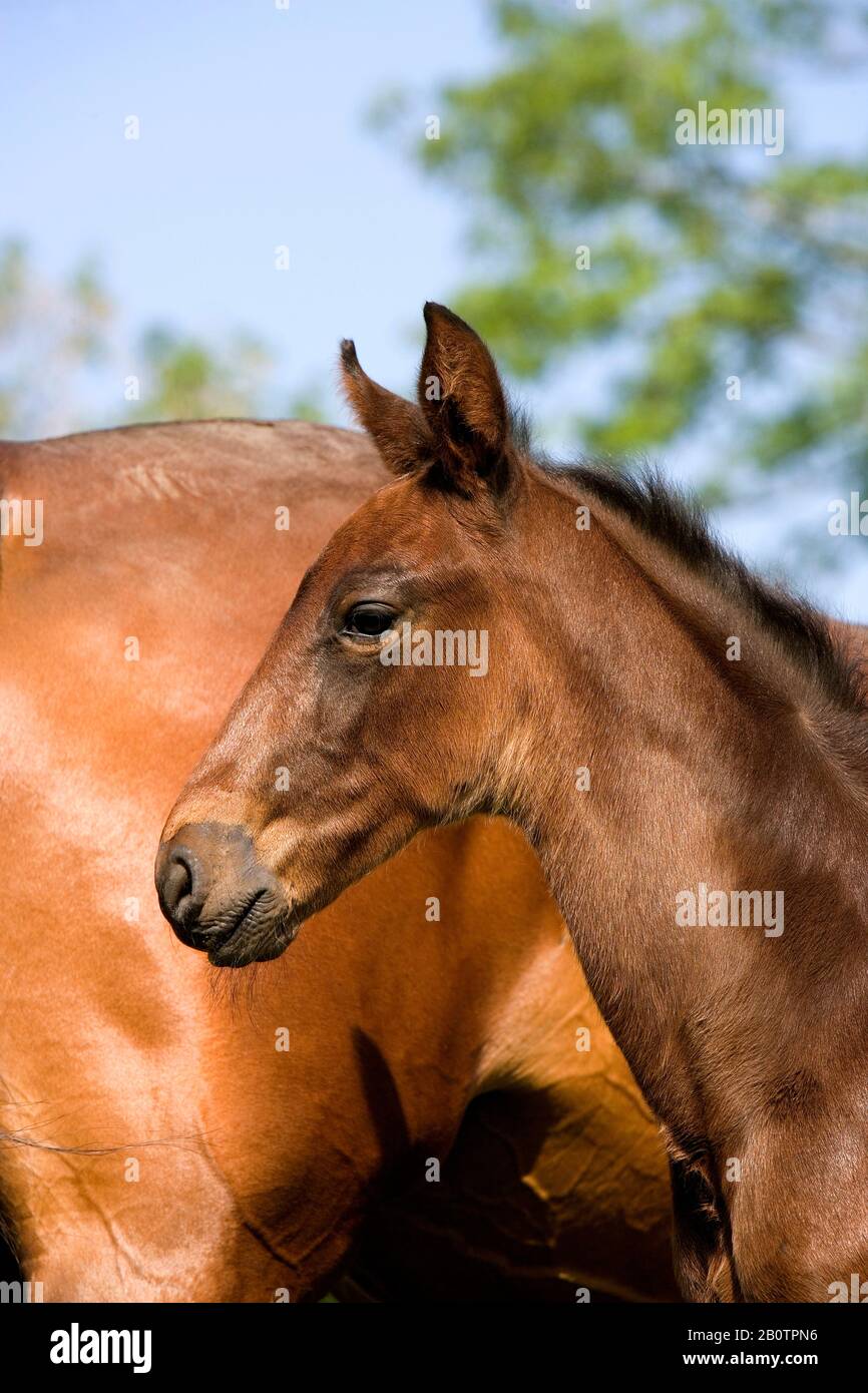 Cavallo trotter francese immagini e fotografie stock ad alta risoluzione -  Alamy