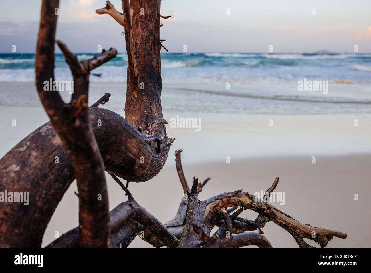 Albero secco a spiaggia sabbiosa con mare bellissimo sfondo. Vacanze, vacanza, concetto di viaggio Asia Foto Stock
